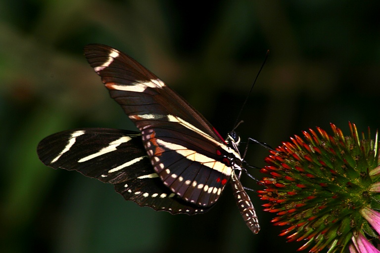 Zebra Longwing E